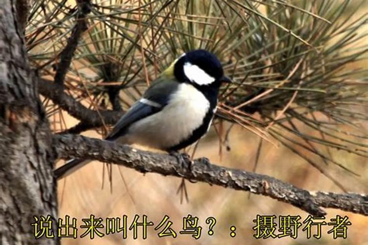 腊月三十喜鹊叫好吗