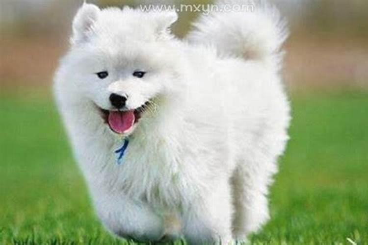 梦见白狗是仙家托梦