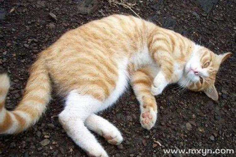 窗外猫叫有什么预兆？
