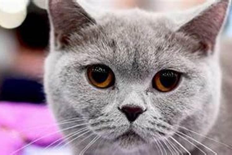 晚上听到猫叫什么预兆？