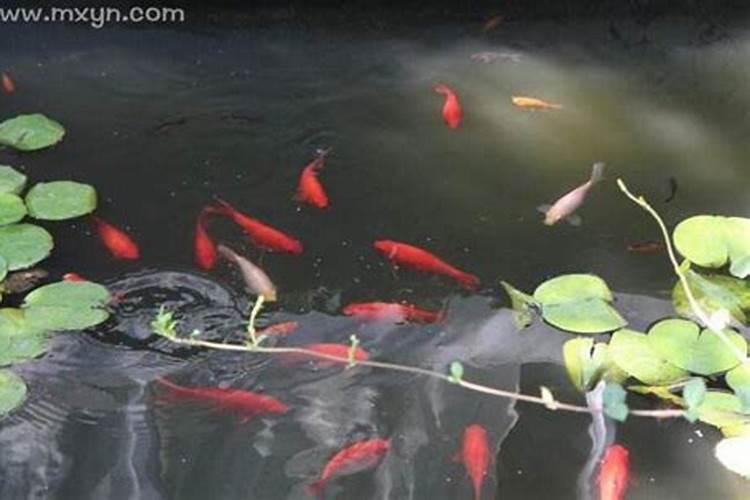 梦见鱼在马桶里有什么预兆？是什么意思？