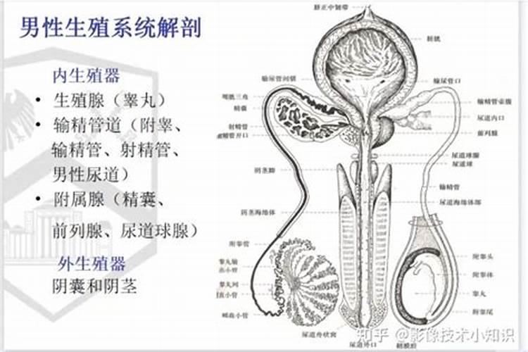 2025年牛人每月运势运程