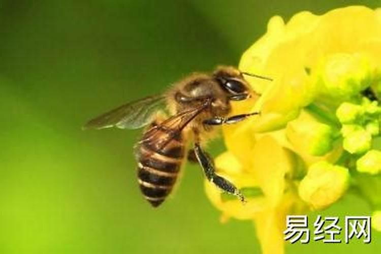 梦到老朋友预示着什么