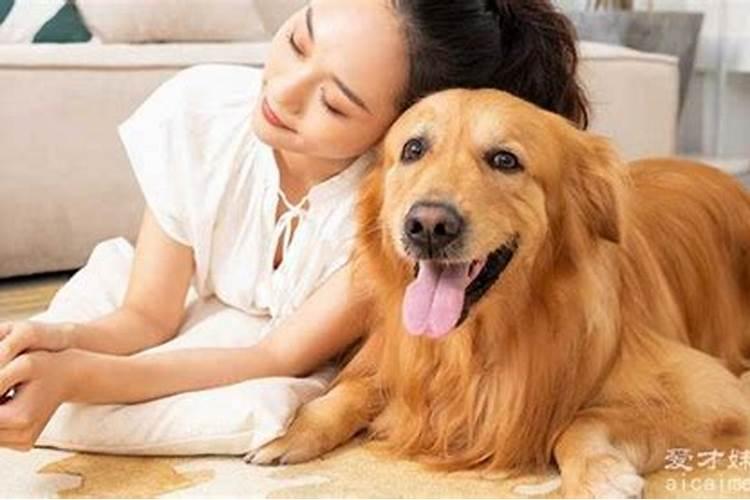 女人梦见一群狗是什么预兆
