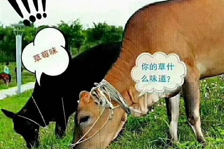 己土日主的女人,明年可不可以结婚？