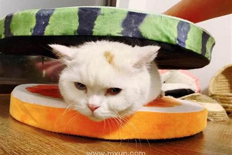 梦见吃猫肉是什么意思？