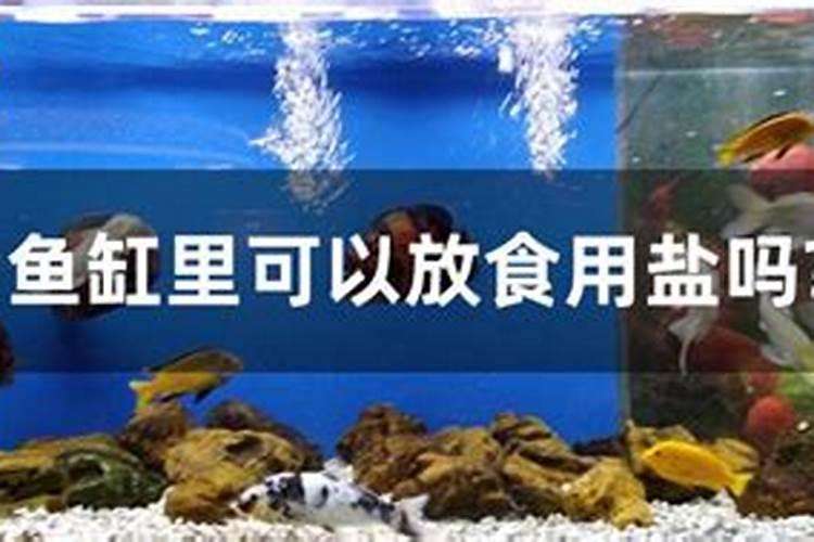 养财神与鱼缸里放多少盐