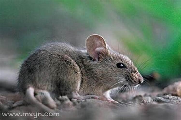梦见朋友死了是什么兆头