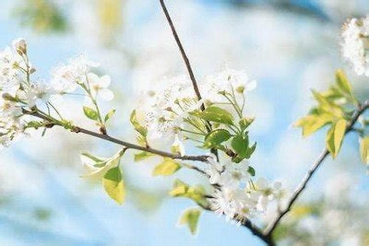 清明节出生的女孩旺夫