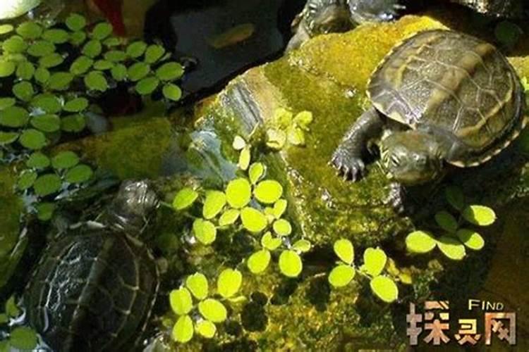 运势好戴什么首饰好看 佩戴什么首饰运势好