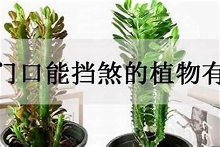 哪些植物防小人