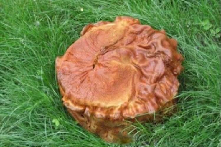 清明节是纪念哪一个人？