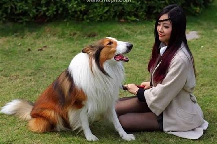 梦见狗咬着手不放是什么意思 预兆