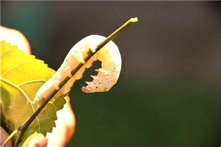 中国四大鬼节是哪四个