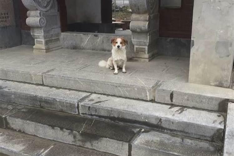 君伴佳人至三更,虎落平阳犬守夜。是什么生肖。