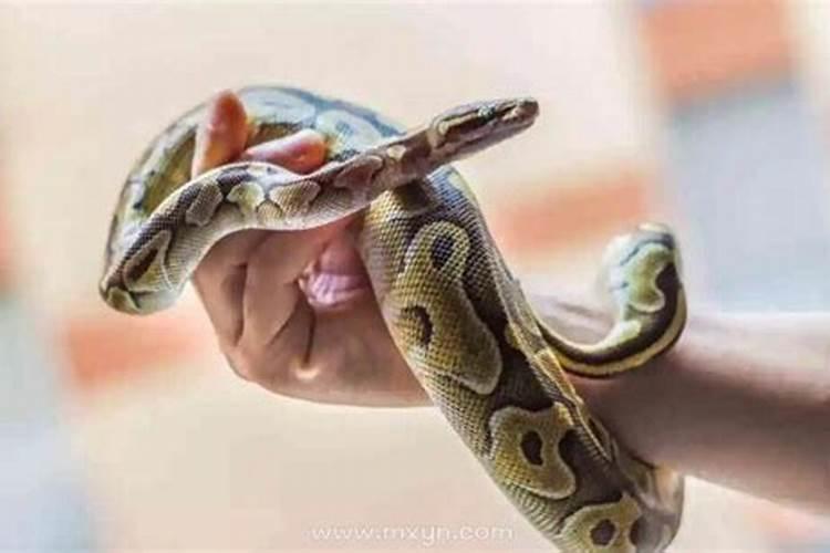 属兔一生的运势如何