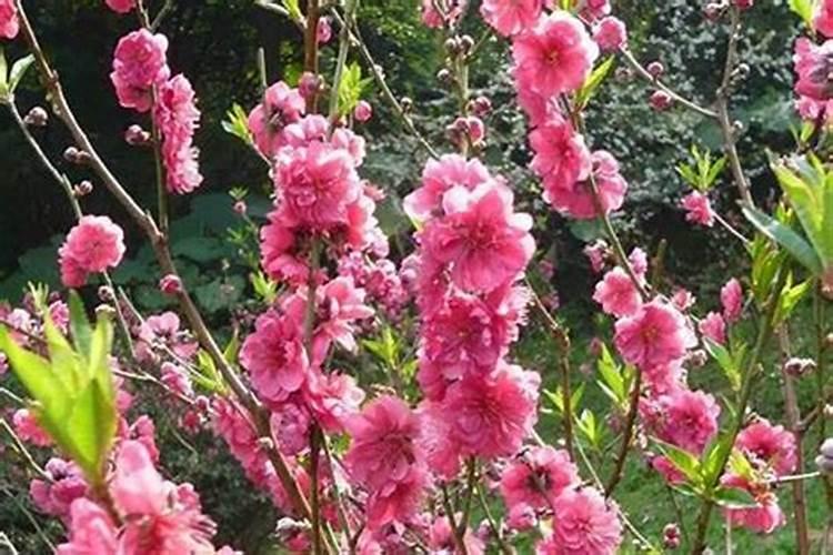 2022清明节南阳市暂停现场祭扫活动(南阳文明网网上祭扫)