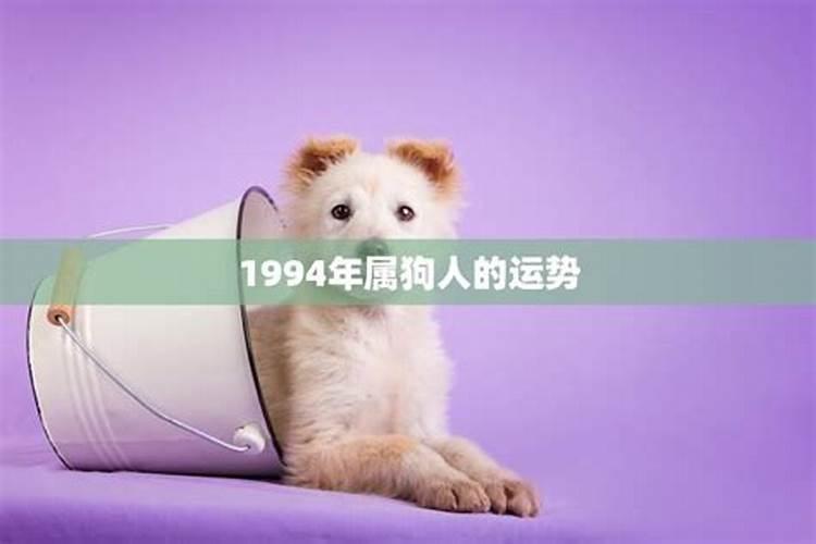 生肖狗:属狗人的流年运程是怎样的