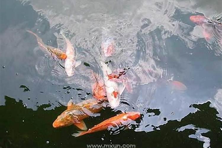 梦到大鱼在水里游 梦到大鱼在水里游意思是什么