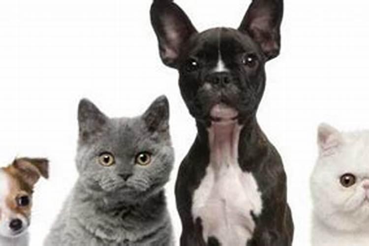 孕妇梦见猫是什么意思