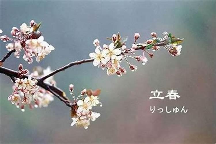 2024年属兔大忌什么 属兔人2024年最忌讳的事情
