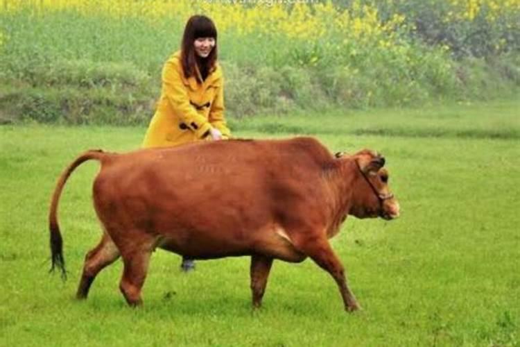 梦见放牛是什么预兆