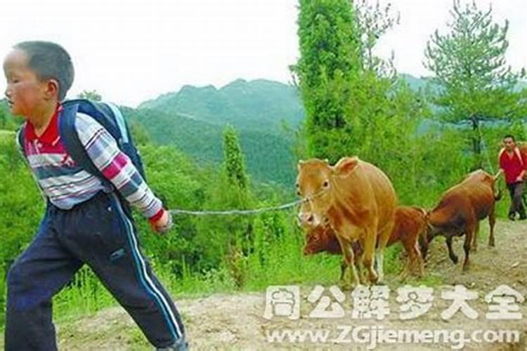 梦见放牛是什么预兆