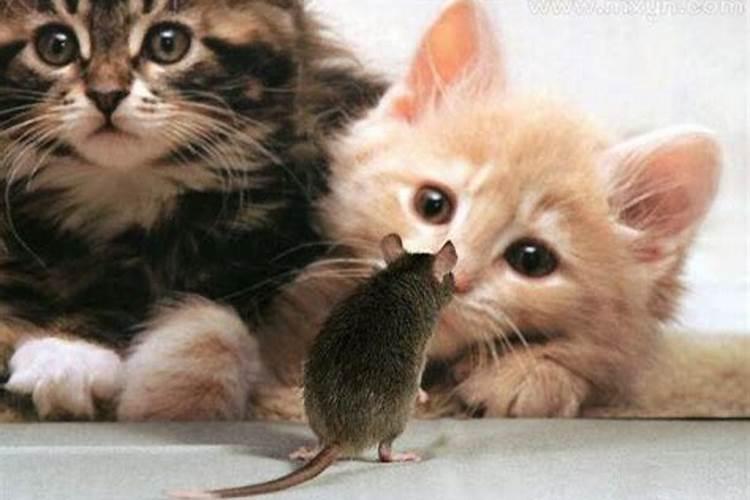 梦见老鼠和猫是什么意思？