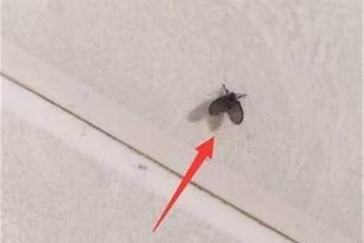 周公解梦梦见吃鱼是什么意思 梦见吃鱼的寓意