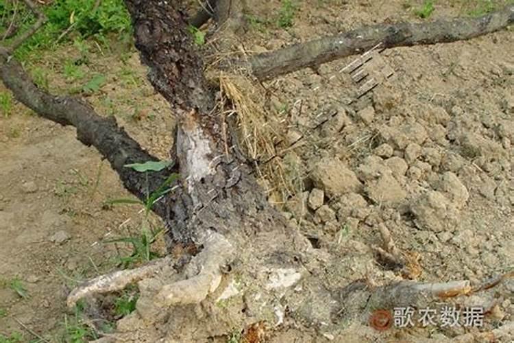 四柱八字中的桃花煞如何化解