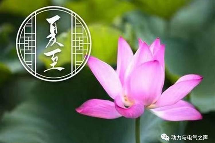 达指哪个生肖