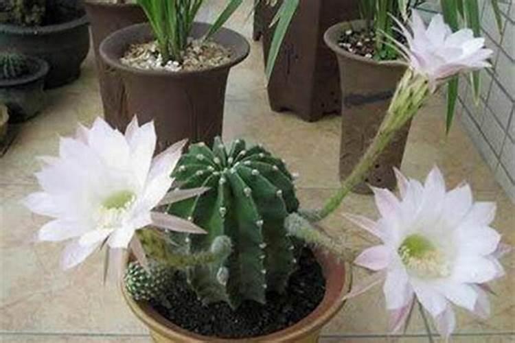 本命年摆什么绿植好 本命年摆哪些绿植好