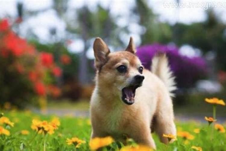 2025年犯太岁的生肖猪怎么化解 2025年犯太岁的生肖猪怎么躲星