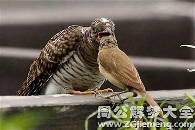 2025年66年属马的运势