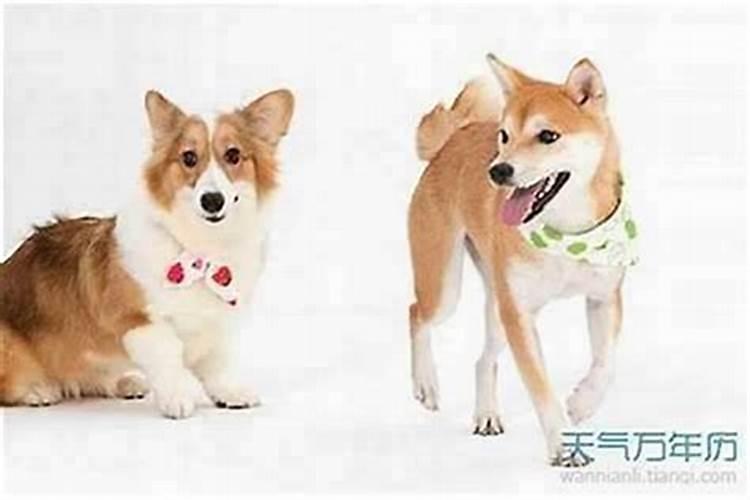 属虎和属狗的八字配吗 做夫妻好吗？