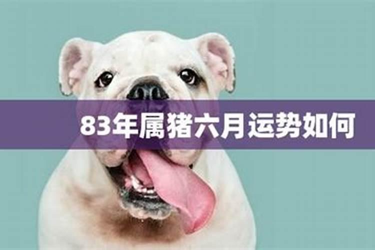 属猪2025年感情运势