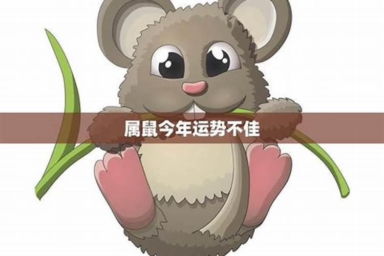 2025属鼠人运势