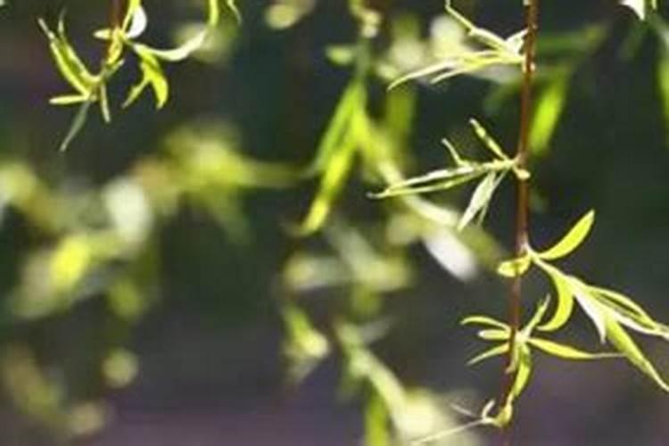 清明盛传于哪个朝代清明节起源于山西哪里