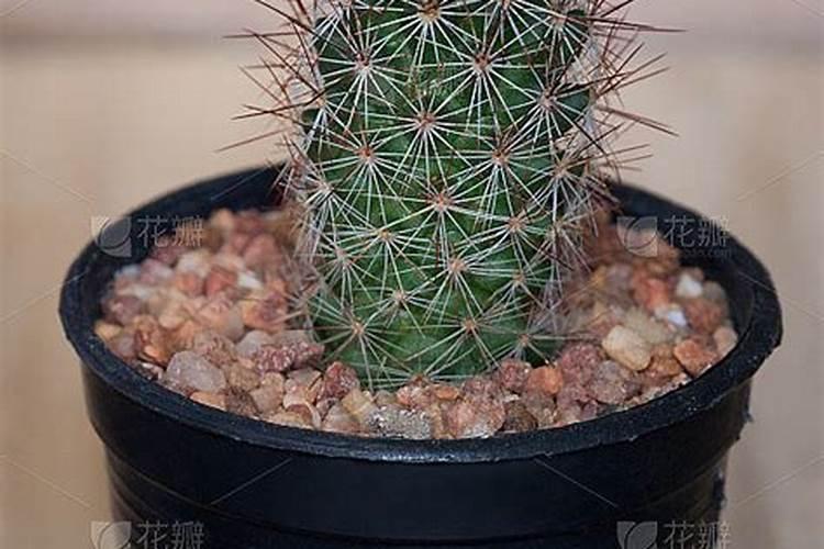 防小人应种什么植物
