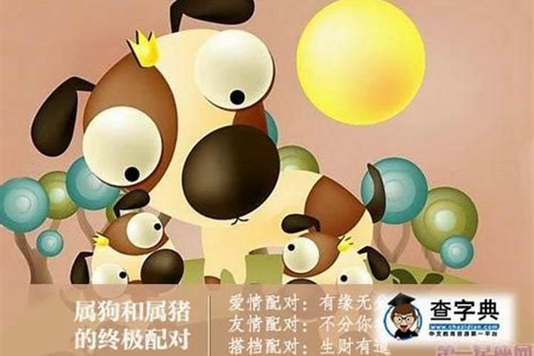 属狗和属猪不能在一起吗 狗和猪婚姻合不合