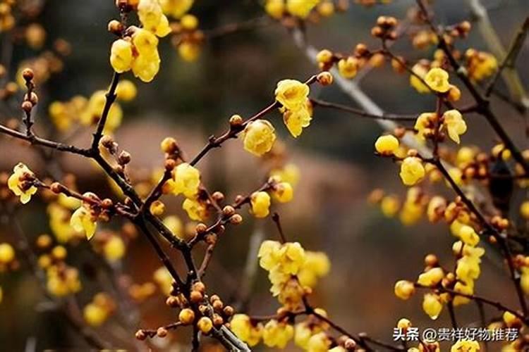 梦到狗咬自己手有什么预兆 梦到狗咬自己手好不好