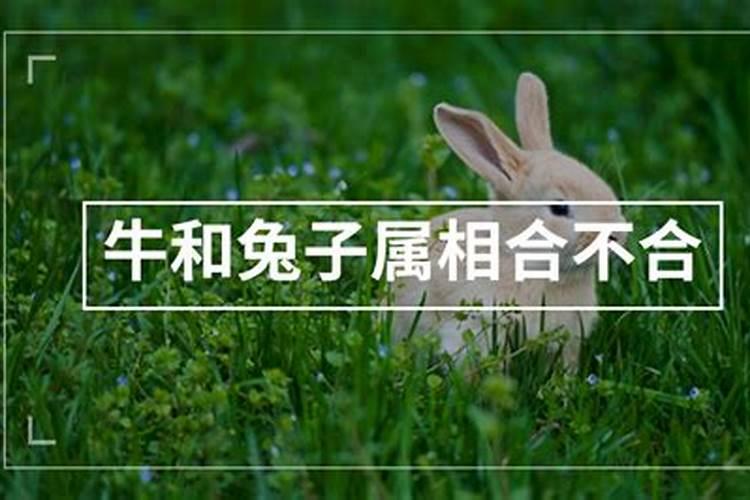 男属牛的正月十三和女属兔的十月二十七合婚吗？