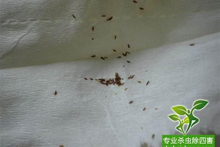 女的梦见姐姐生了男孩是啥意思
