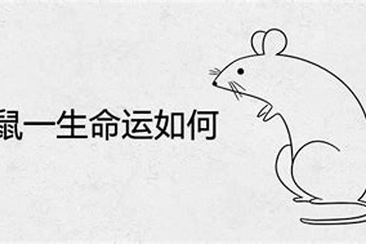 生肖鼠1984年2025年运势如何 生肖鼠1984年2025年全年运势