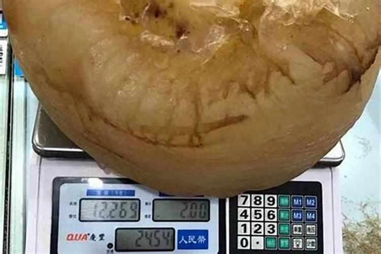 太岁养殖多久换一次水
