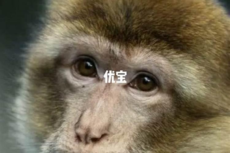 属猴是哪些年出生的