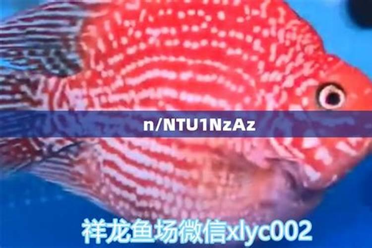 财神鱼和鹦鹉鱼的区别,主要看头