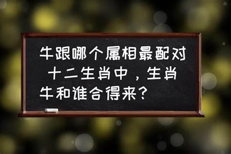 属牛的和什么属相婚配最好,属牛的,属相和哪个属相最配？