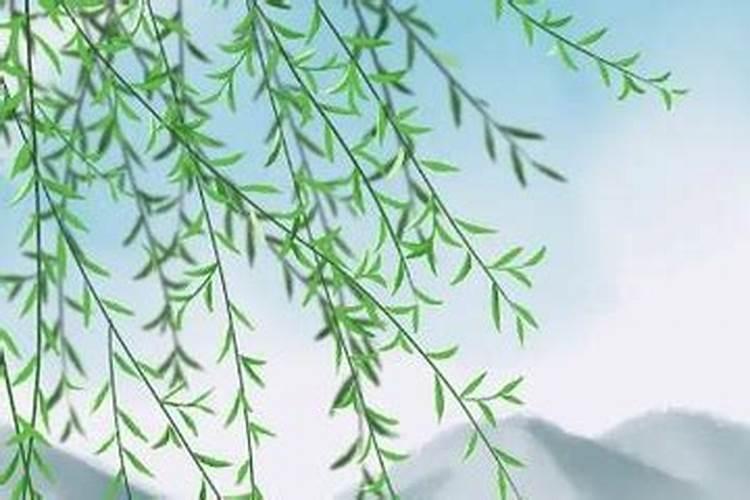 清明节插柳条是什么意思
