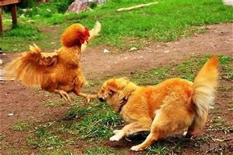 清明节送什么花代表啥